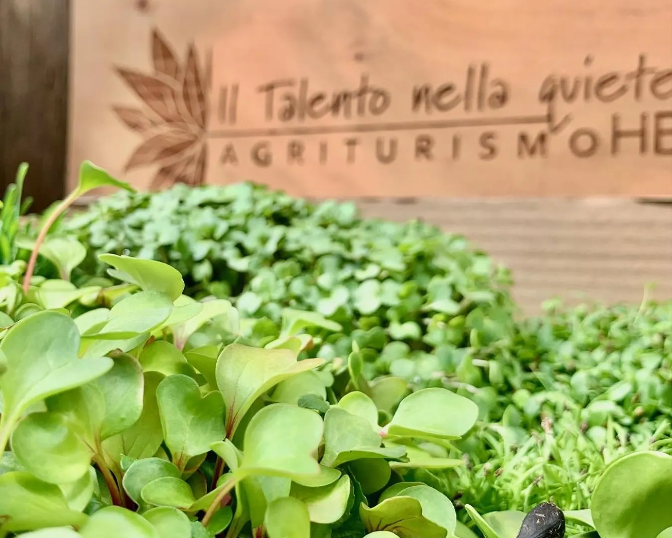 Farm stay Agriturismo Il Talento Nella Quiete Villa Castiglione d'Intelvi Italy